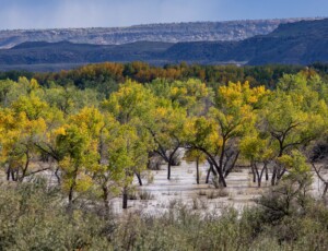 Flooding along the San Juan River near Aneth, Utah, on October 25, 2026. ©Mitch Tobin Usage rights are granted for editorial and nonprofit purposes only. No commercial or re-sale rights are granted without permission of the photographer.